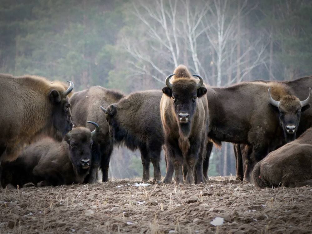 Home Image: European bison