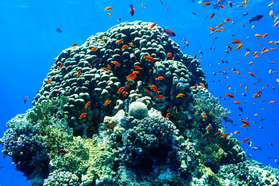 Home Image: Coral reef and small orange fish underwater