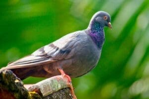 Home Image: pigeon on a brown tree branch