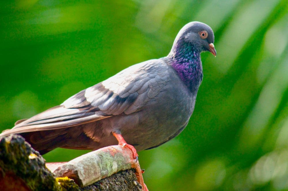 Home Image: pigeon on a brown tree branch