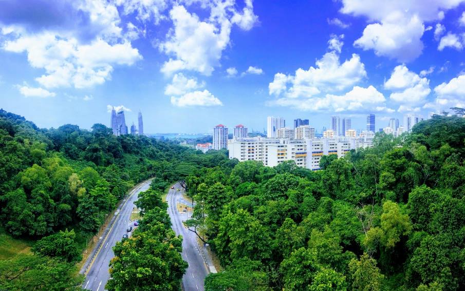 Home Image: green forest with a road and city buildings