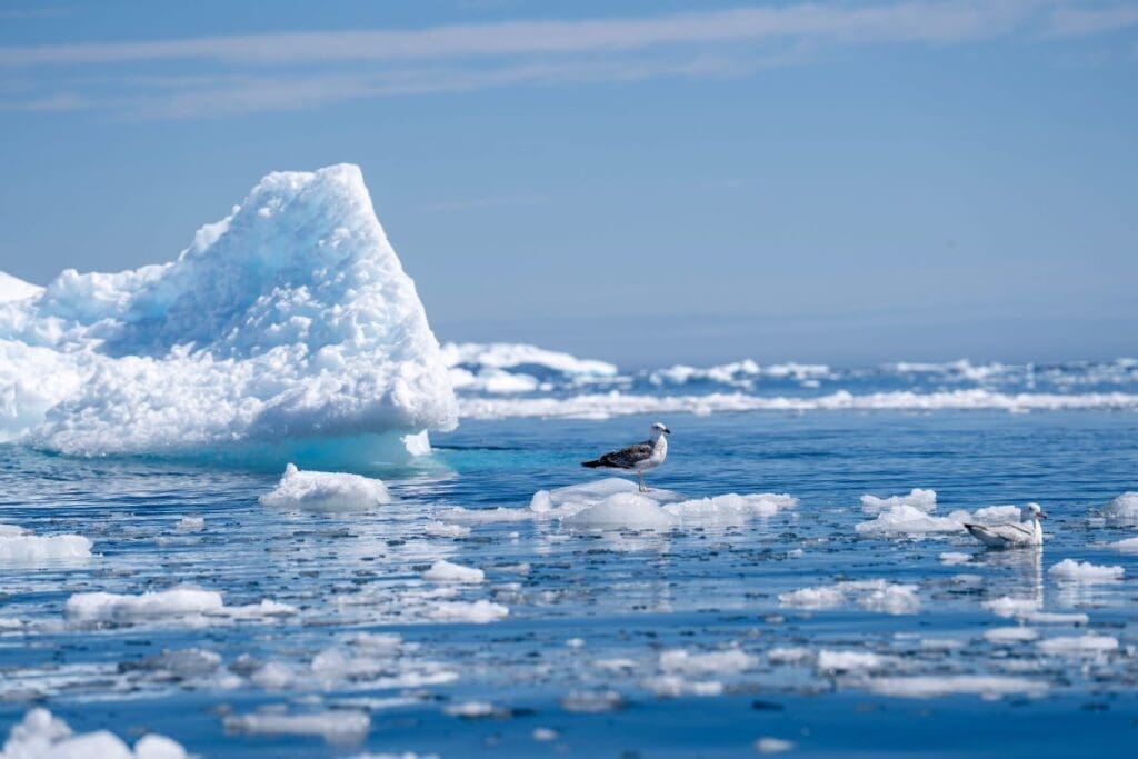 Image: Seagulls perched on drifting icebergs on a calm day in the Arctic Ocean