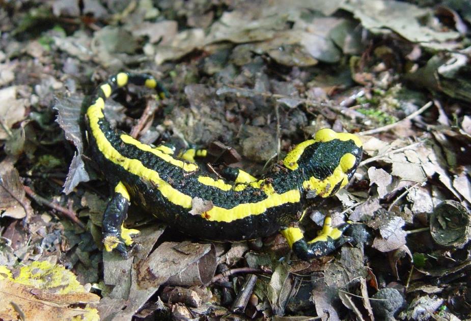 Home Image: European fire salamander (Salamandra salamandra)
