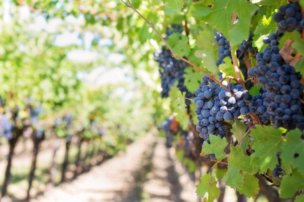 Home Image: Close-up of ripe grapes on vineyard vines ready for harvest under bright sunlight