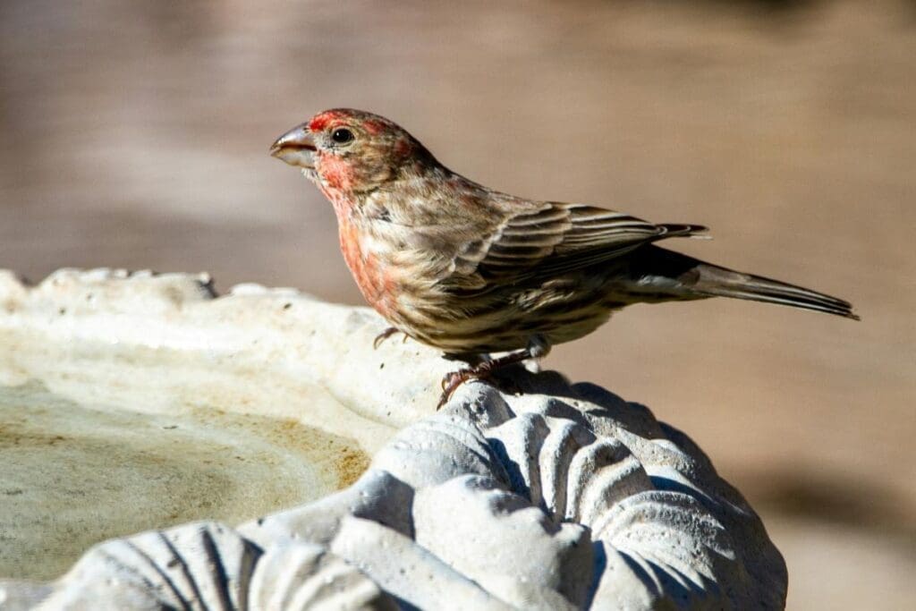 Home Image: a bird sitting on top of a bird bath