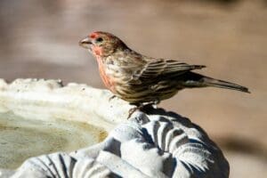 Home Image: a bird sitting on top of a bird bath