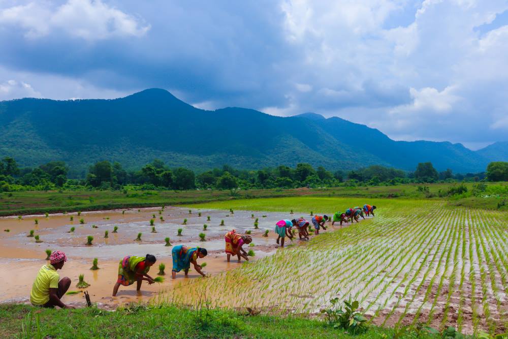 Image: a group of people working in a field