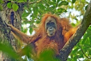 Home Image: Pongo tapanuliensis female (s. world's rarest great ape species)