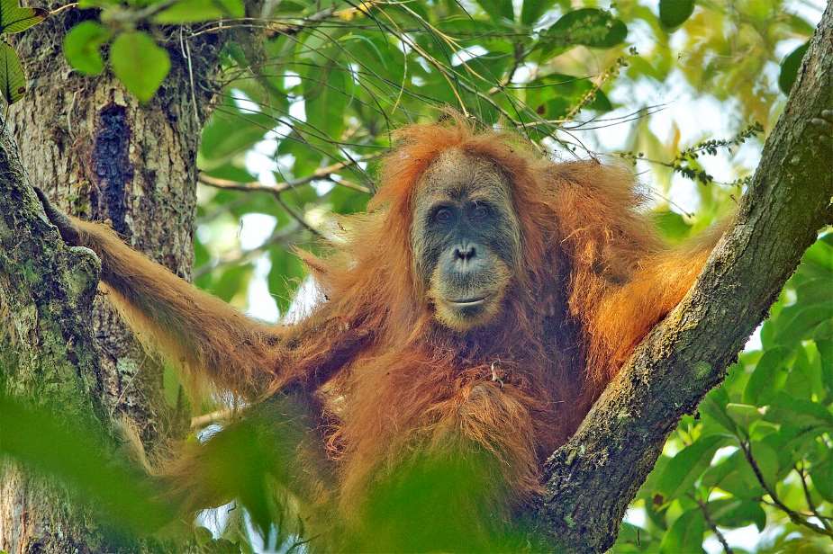 Image: Pongo tapanuliensis female (s. world's rarest great ape species)