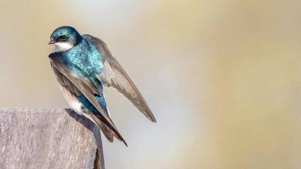 Home Image: blue and brown bird on brown wooden post (s. Tree Sparrow, climate change, insects)