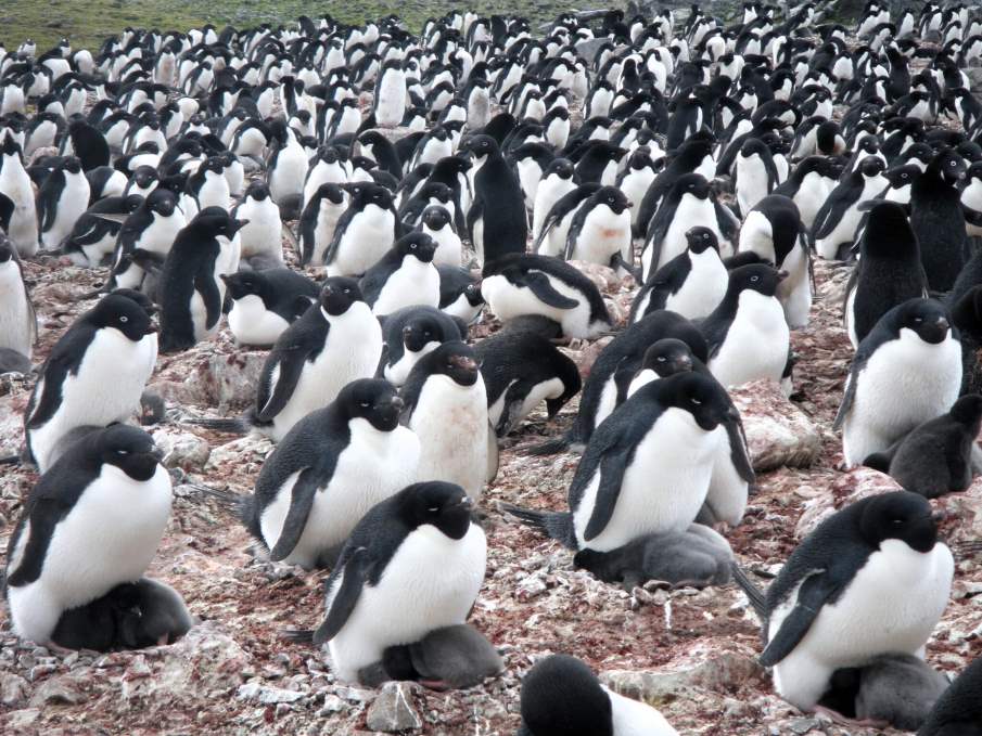 Home Image: Adélie penguin colony
