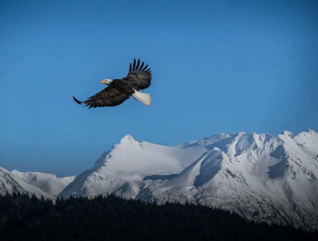 Image: a bald eagle flies against snow-capped mountains