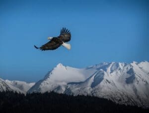 Home Image: a bald eagle flies against snow-capped mountains