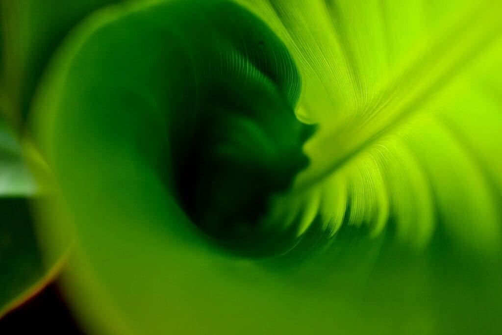 Image: a close up view of a green leaf