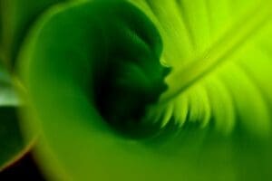 Home Image: a close up view of a green leaf