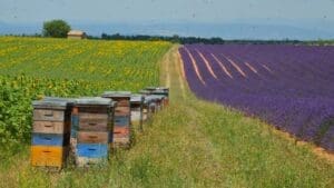 Home Image: Colorful beehives amidst beautiful lavender and sunflower fields, France (s. bee-harming pesticides)
