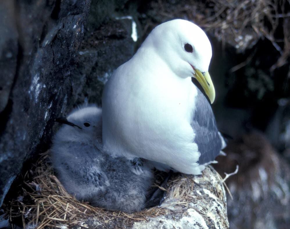 Home Image: black-legged kittiwakes