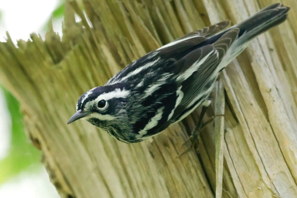 Home Image: A black and white warbler