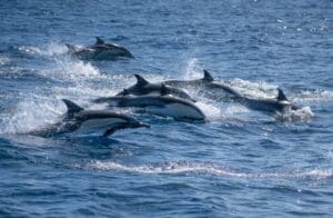 Home Image: A dynamic scene of dolphins gracefully swimming across the Pacific Ocean in San Diego, California, USA