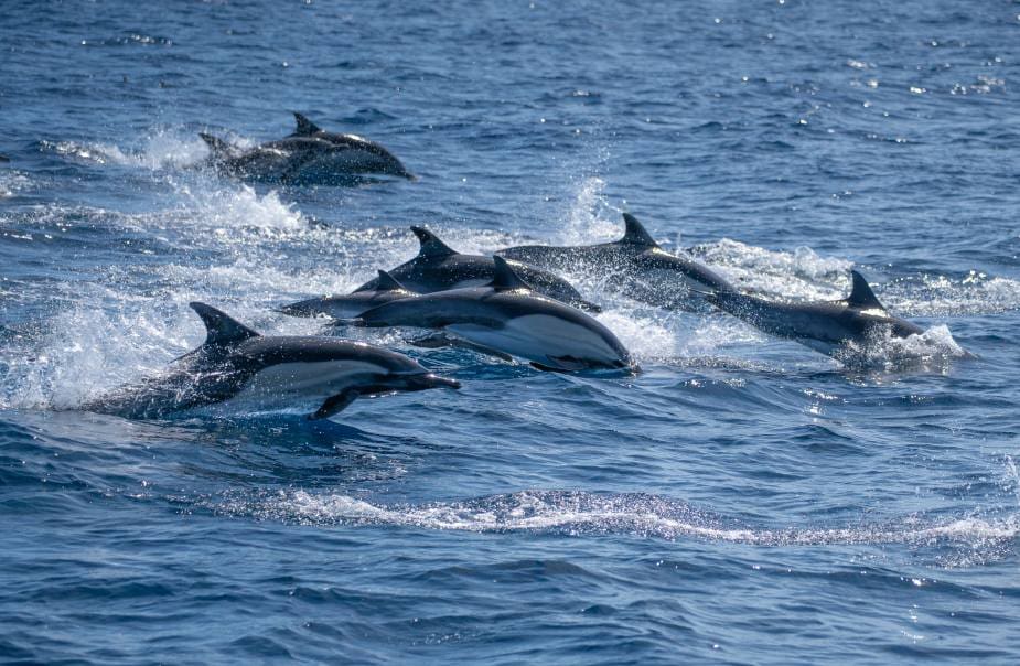 Image: A dynamic scene of dolphins gracefully swimming across the Pacific Ocean in San Diego, California, USA
