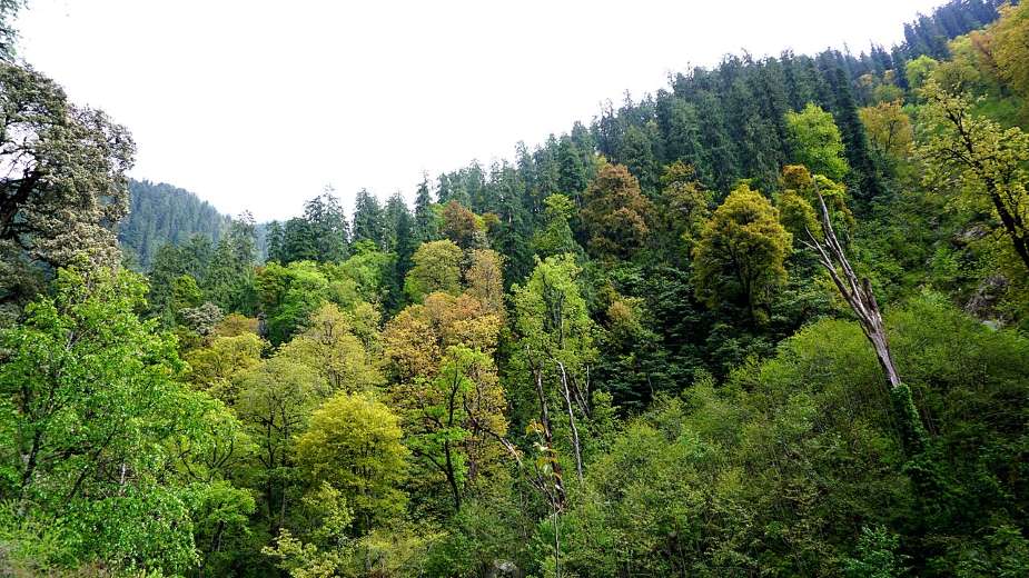 Home Image: Mixed vegetation in the Greater Himalayan National Park