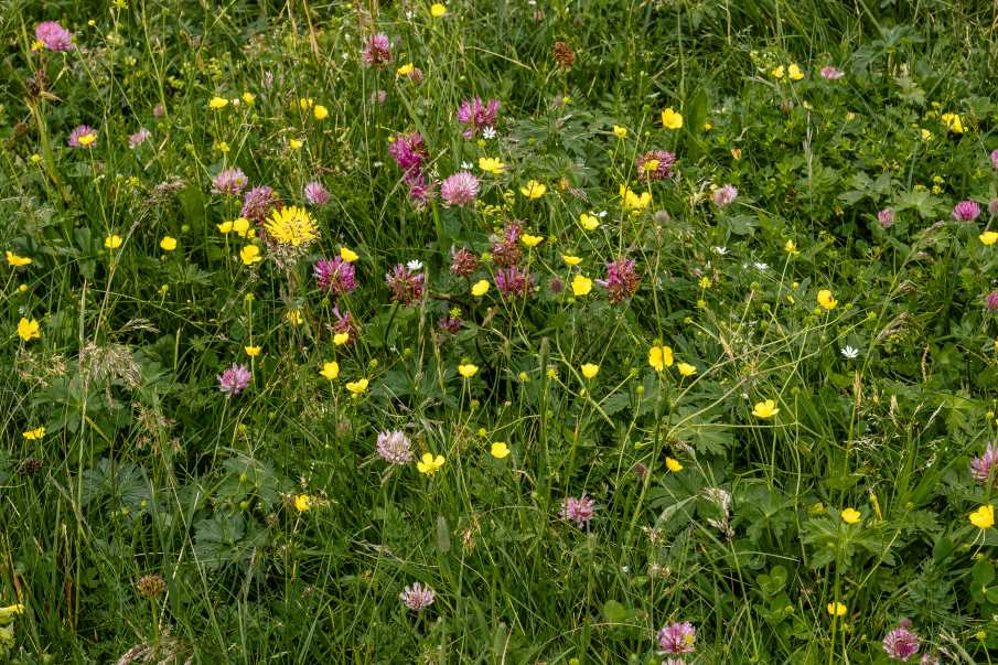 Image: Colorful meadow