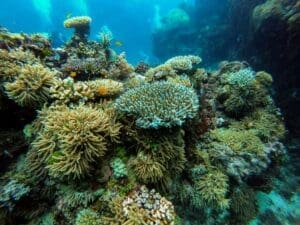 Home Image: green coral reef - Great Barrier Reef, Queensland, Australia
