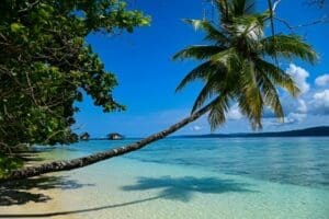 Home Image: a palm tree leaning over the water on a beach