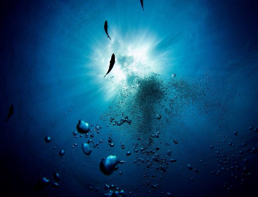 Home Image: group of fish swimming in the water (s. ocean deoxygenation)