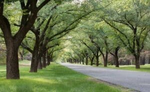 Home Image: Tree-lined avenue