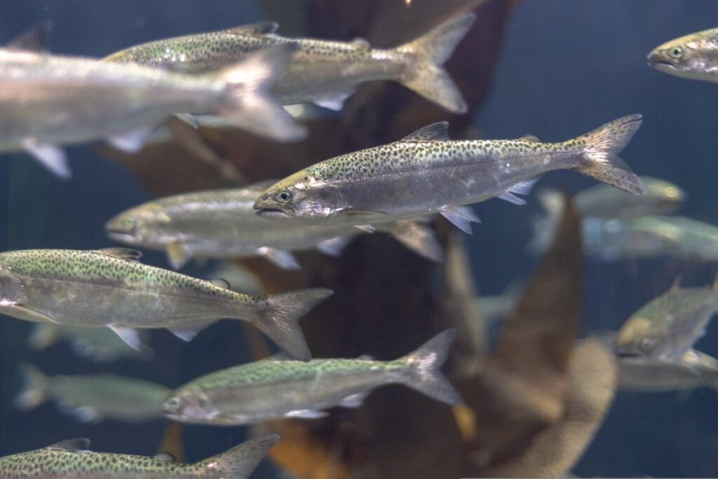 Home Image: young salmon