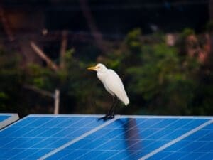 Home Image: A white egret gracefully perches on a solar panel amidst a natural setting