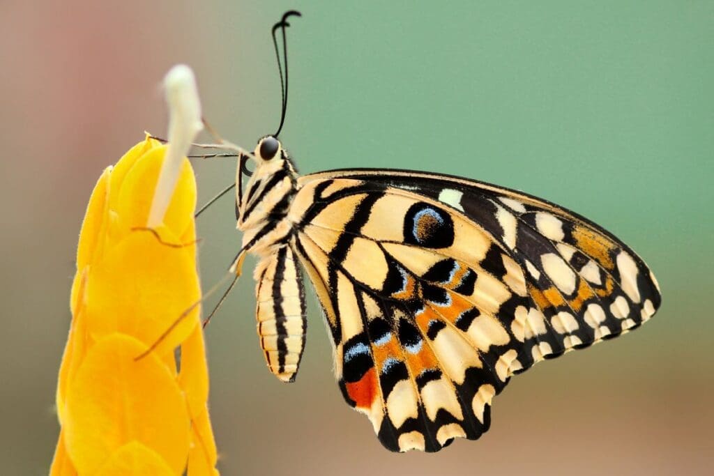 Home Image: Butterfly on a yellow flower in macro