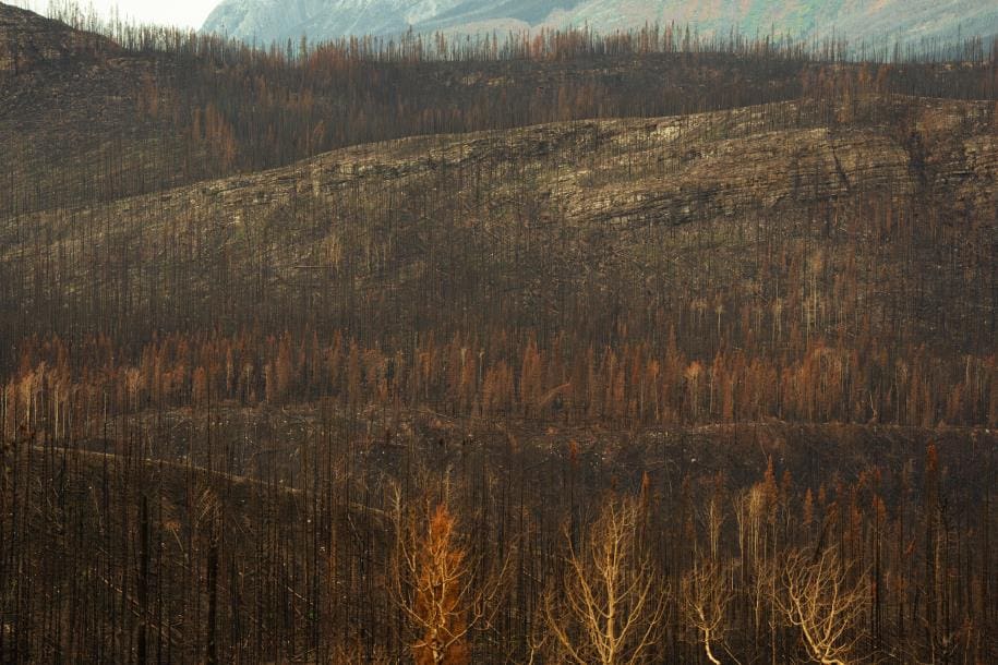 Home Image: a forest showing aftermath of a wildfire