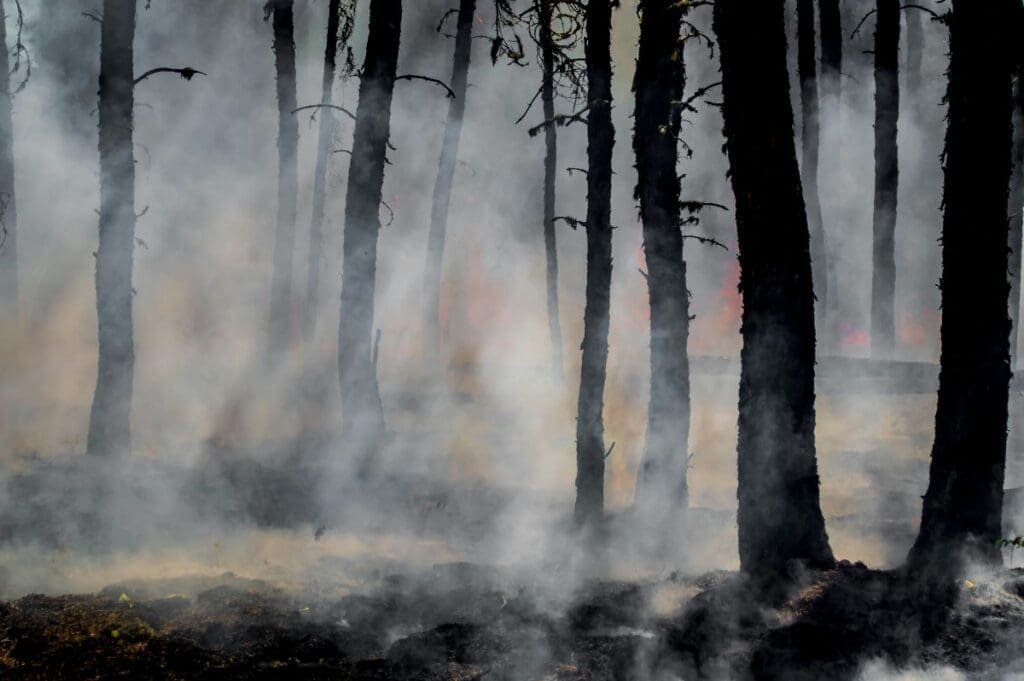 Home Image: silhouette of trees on smoke covered forest (s. Arctic fires)