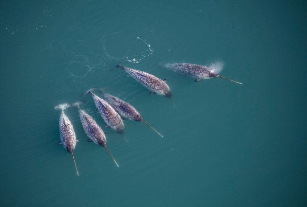 Home Image: Six narwhals like these were equipped with CTD sensors that measured ocean temperature, salinity and depth