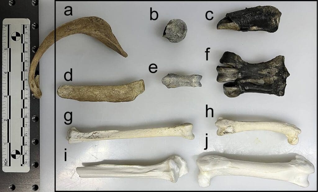 Home Image: Overview of the specimens and the µ-XRF scanning area