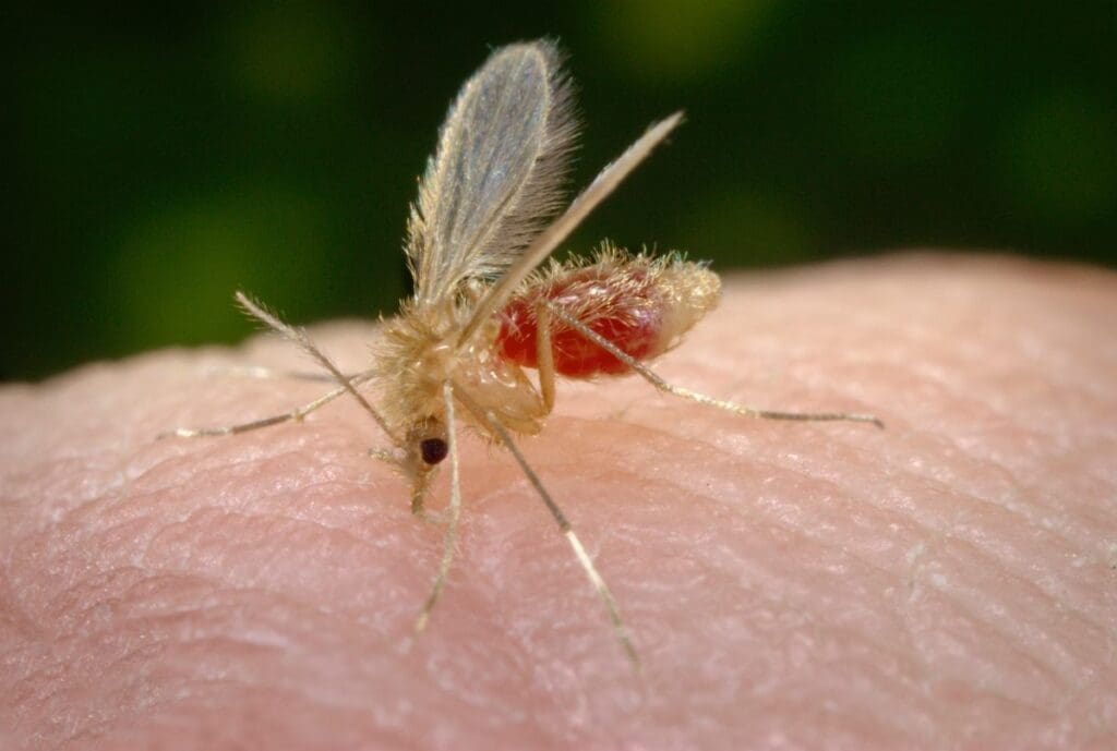 Home Image: Phlebotomus papatasi sand fly after taking a blood meal