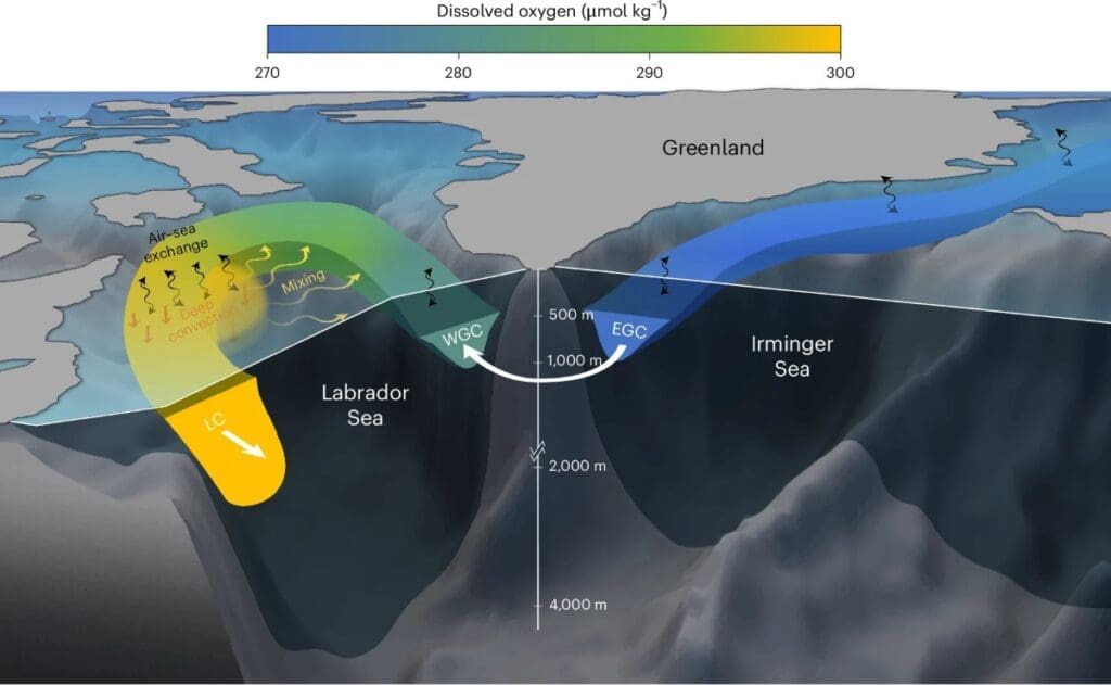 Home Image: Fig. 2 - 'Central role of Labrador Sea convection for transport of oxygen into the deep North Atlantic Ocean'