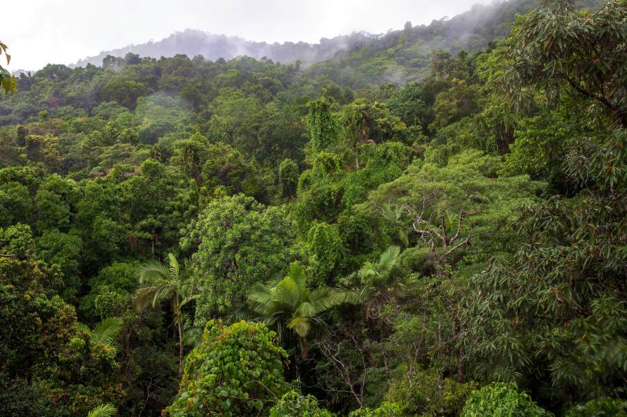Home Image: tropical forest on a rainy day (Daintree Discovery Centre in Australia)