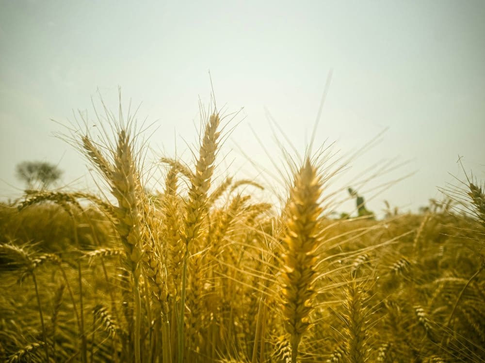 Home Image: a ripe wheat crop in summer