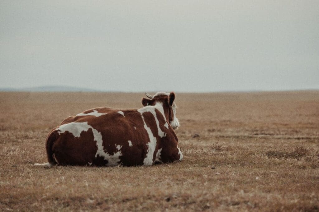 Image: A solitary cow lying in an expansive rural pasture; drought field