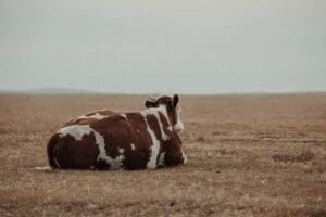 Home Image: A solitary cow lying in an expansive rural pasture; drought field