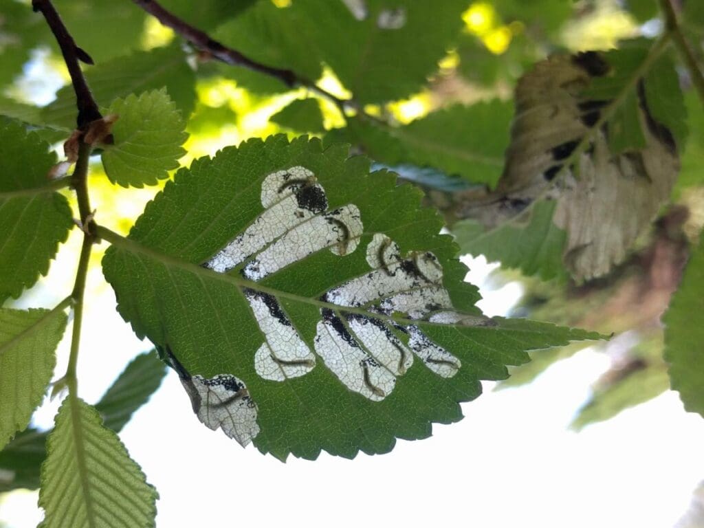 Home Image: Elm leafminer near Vancouver, B.C., Canada
