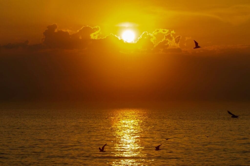 Home Image: silhouette of birds flying over the sea during sunset (Wissant, France)