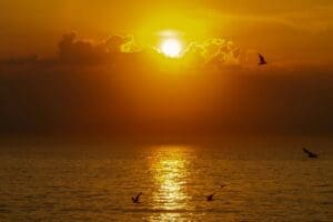 Home Image: silhouette of birds flying over the sea during sunset (Wissant, France)