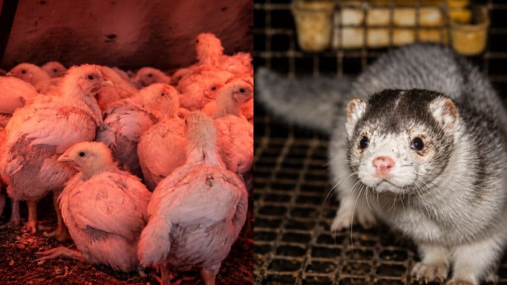 Image: Composite image by Muser Press using a poultry photograph and a mink photograph