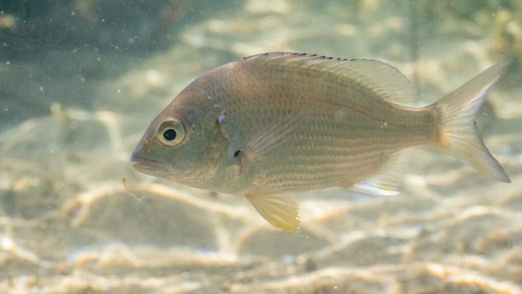 Home Image: yellowfin bream (Acanthopagrus australis)