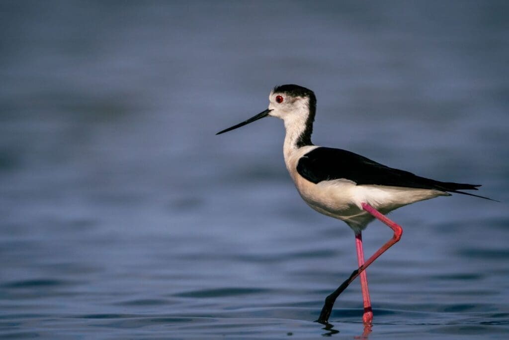 Image: Close-up of a Black-winged Stilt (Himantopus himantopus) wading in calm water, showcasing its elegance and natural beauty