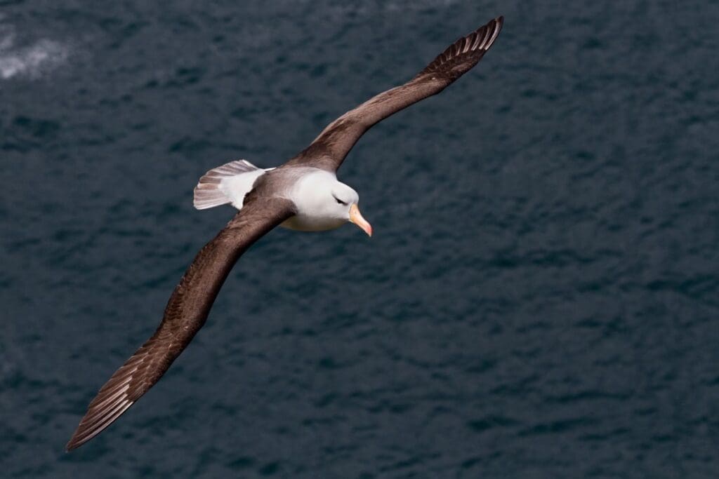 Image: A black-browed albatross in flight